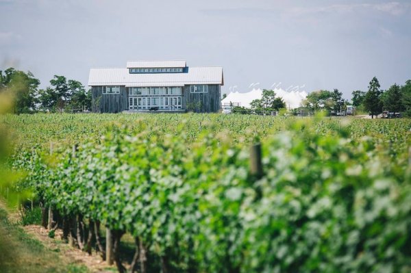 5 of the Best Vineyards in Long Island, New York About