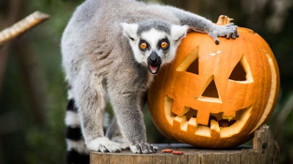 Halloween Events in London, Halloween Events London, best Halloween Events in London, top Halloween Events in London, Halloween Events in London 2019