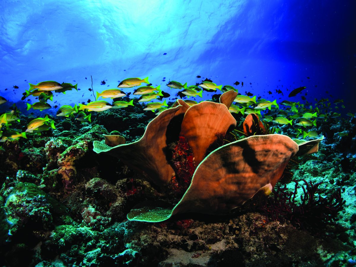 OBLU Select hotel coral